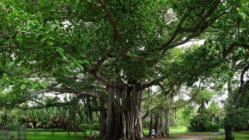 21 Powerful Prayer Points To Activate The Anointing Of Hugh Tree In Your Life 1